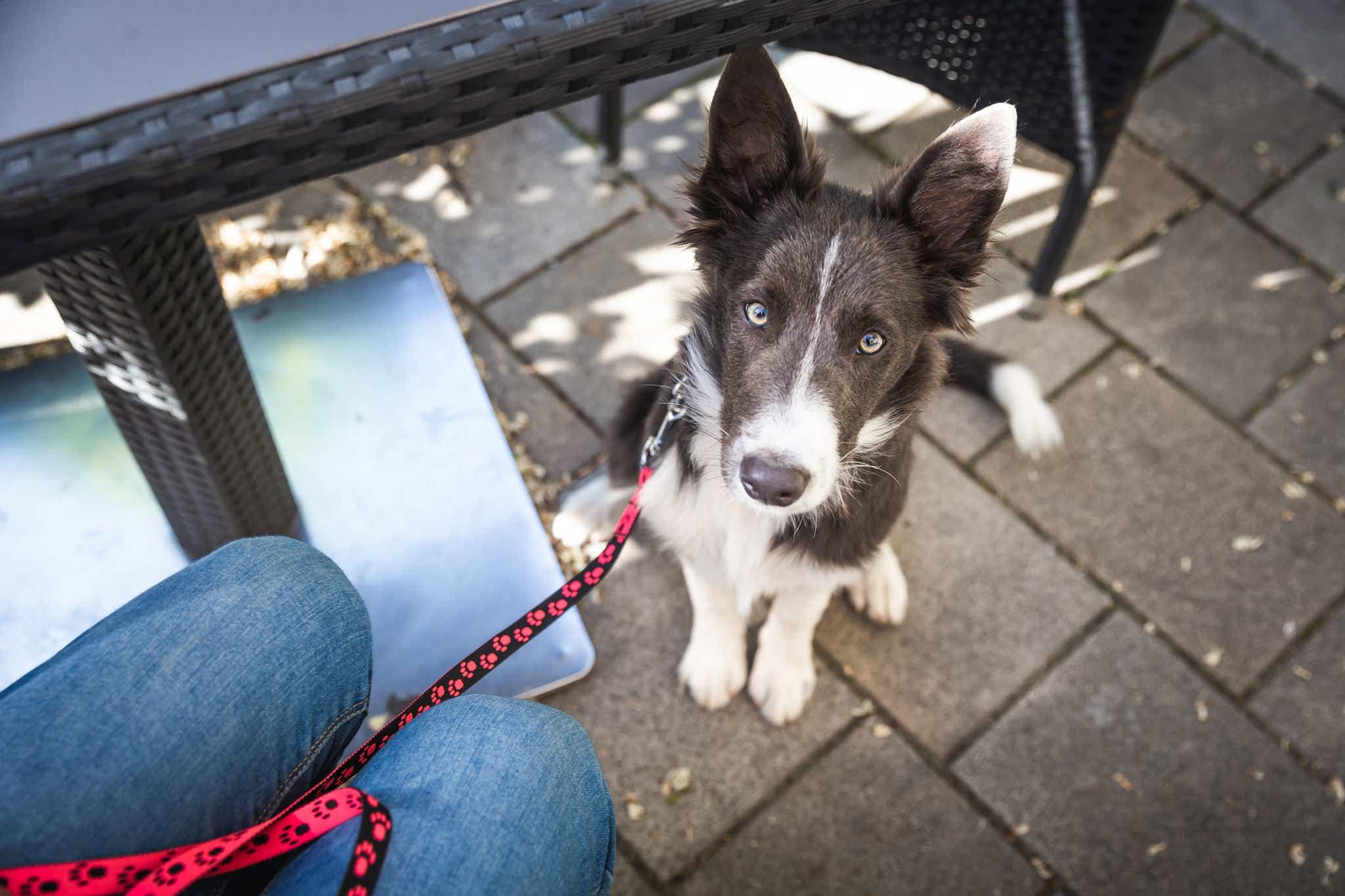 Border collie puppy sitting and waiting under table at a café or restaurant. Young dog training and socialization.